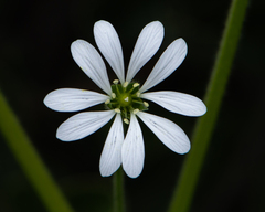 Stellaria chilensis