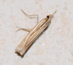Ancylolomia
