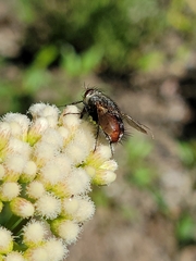 Tachininae