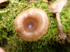 Pseudoclitocybe cyathiformis