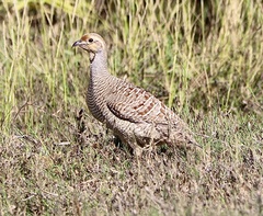 Ortygornis pondicerianus