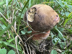 Neoboletus luridiformis