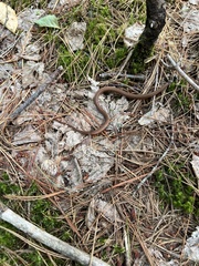 Storeria occipitomaculata