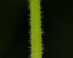 Stellaria chilensis