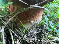Neoboletus luridiformis