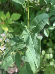 Symphyotrichum urophyllum