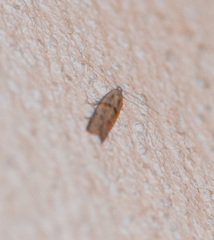 Symmoca signatella