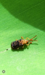 Gonophora pulchella