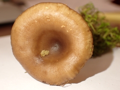 Pseudoclitocybe cyathiformis