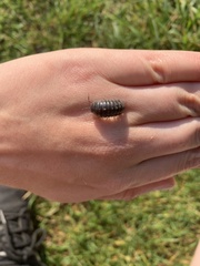 Armadillidium vulgare