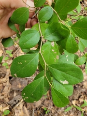 Styrax americanus