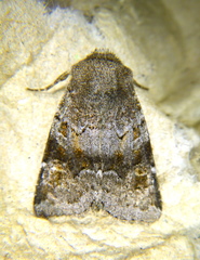 Noctuinae