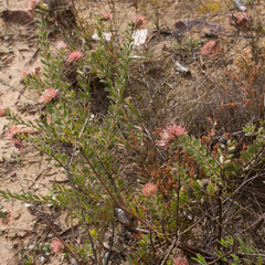 Leucospermum calligerum