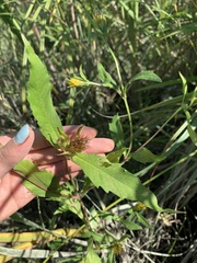 Bidens amplissima