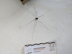 Leiobunum limbatum