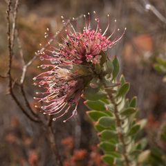 Leucospermum calligerum