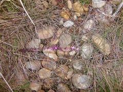 Muraltia dispersa