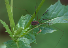 Phalangioidea