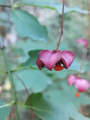Euonymus latifolius