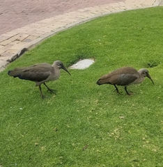 Bostrychia hagedash hagedash