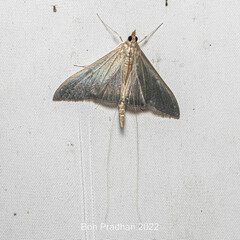 Neadeloides glaucoptera