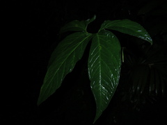 Chlorospatha