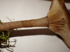 Pseudoclitocybe cyathiformis