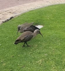 Bostrychia hagedash hagedash
