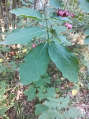 Euonymus latifolius