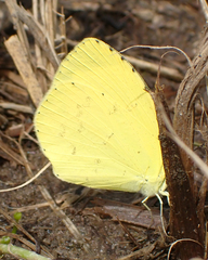 Eurema mandarina