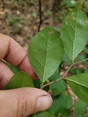 Styrax americanus