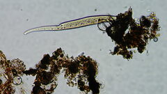 Ciliophora