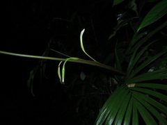 Chlorospatha
