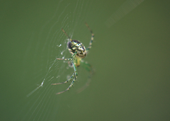 Mangora