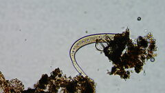 Ciliophora