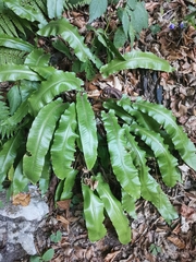 Asplenium scolopendrium