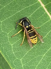 Vespula vidua