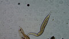 Ciliophora