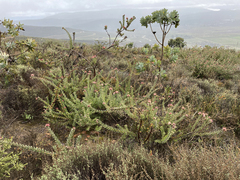 Leucospermum calligerum