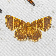 Hastina pluristrigata