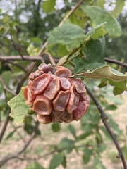 Andricus quercusstrobilanus