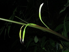 Chlorospatha