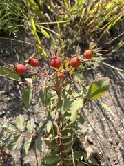 Rosa arkansana