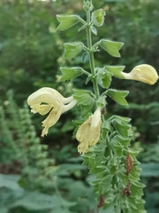 Salvia glutinosa