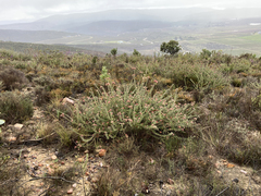 Leucospermum calligerum