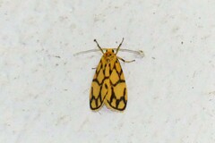 Miltochrista conjunctana