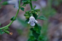 Clinopodium nepeta