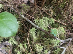 Sphagnum girgensohnii