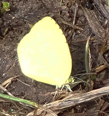 Eurema mandarina