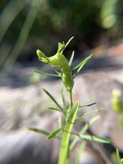 Neolasioptera erigerontis